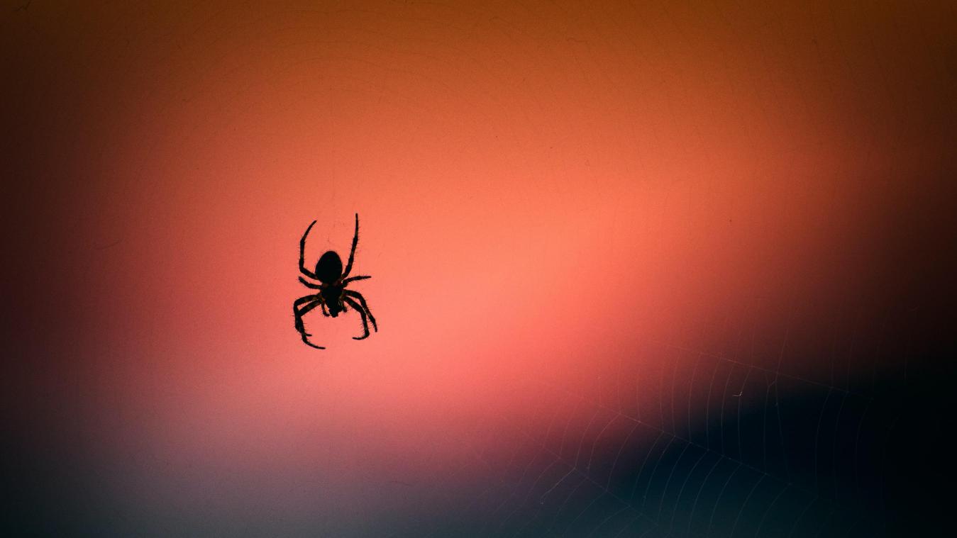 Drie onbekende spinnensoorten ontdekt in Australië (foto’s)