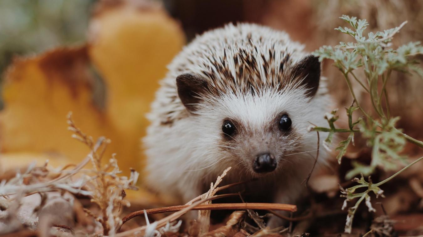 Schattig zijn ze wel, maar egels zouden binnen enkele jaren uitgestorven kunnen zijn