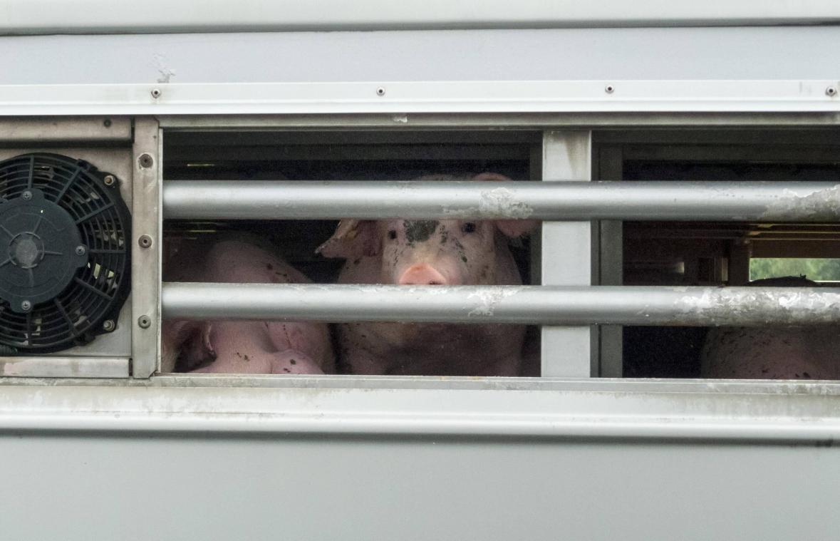 Laagste aantal varkens en runderen geslacht in tientallen jaren