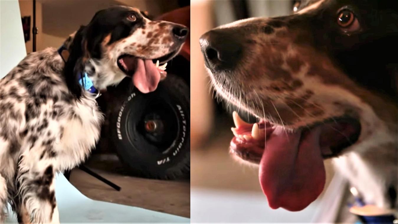 WOW. Deze hond heeft de langste tong ter wereld