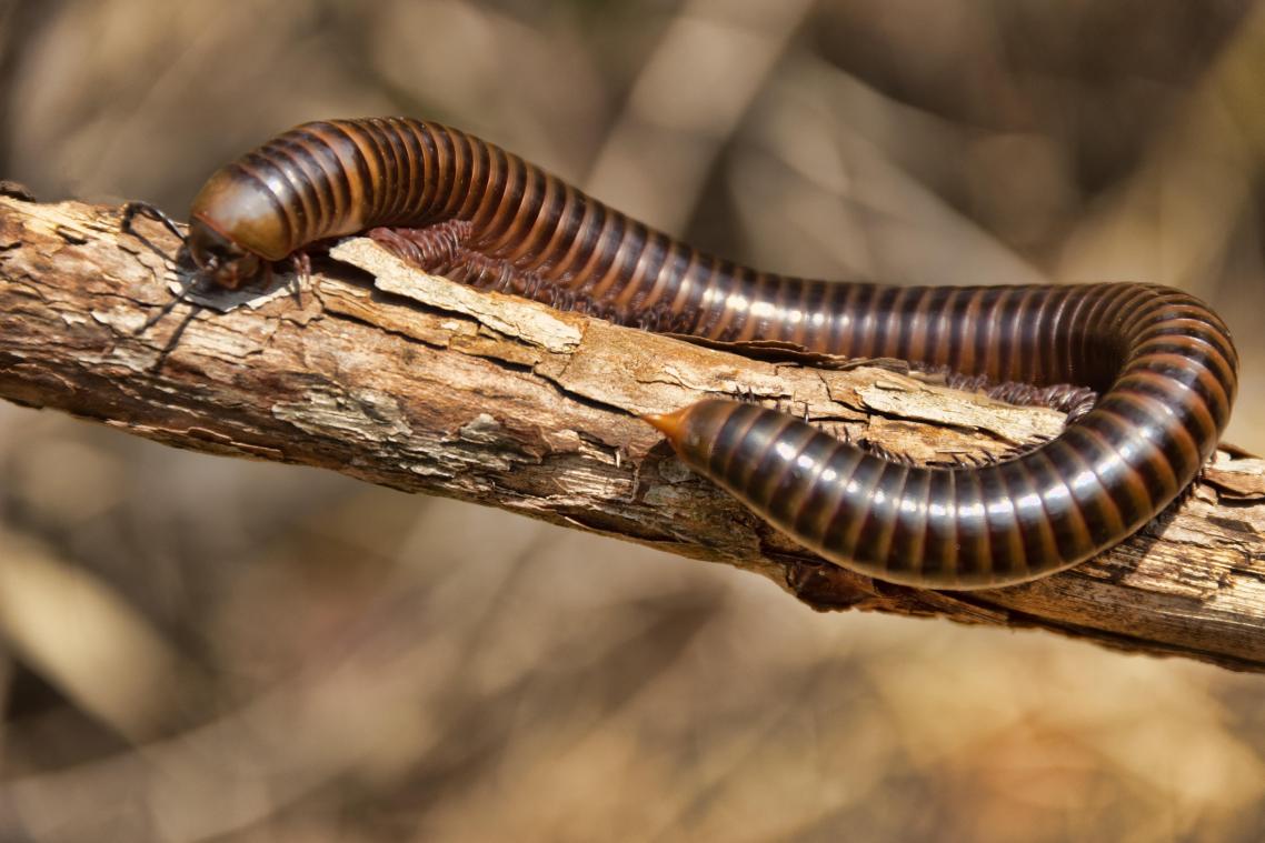 Boliviaan overleeft 30 dagen in Amazonewoud door insecten te eten en urine te drinken
