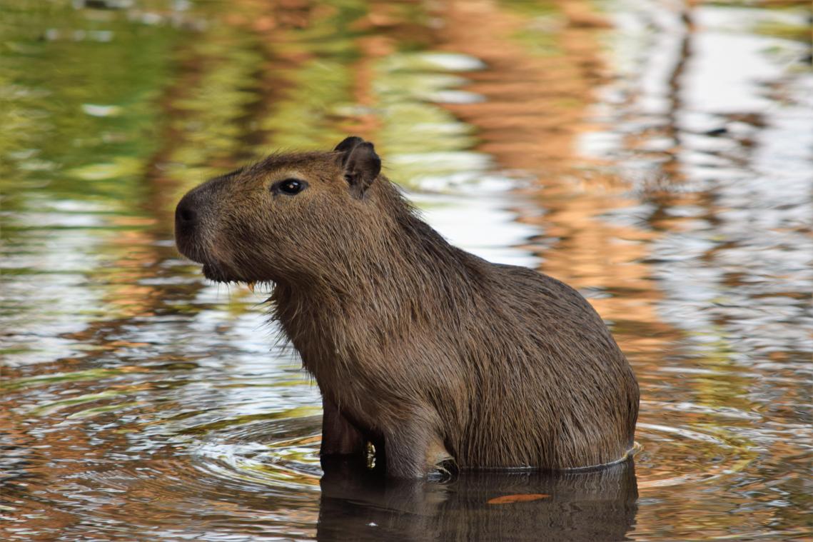 Capibara is een vis...volgens het Vaticaan