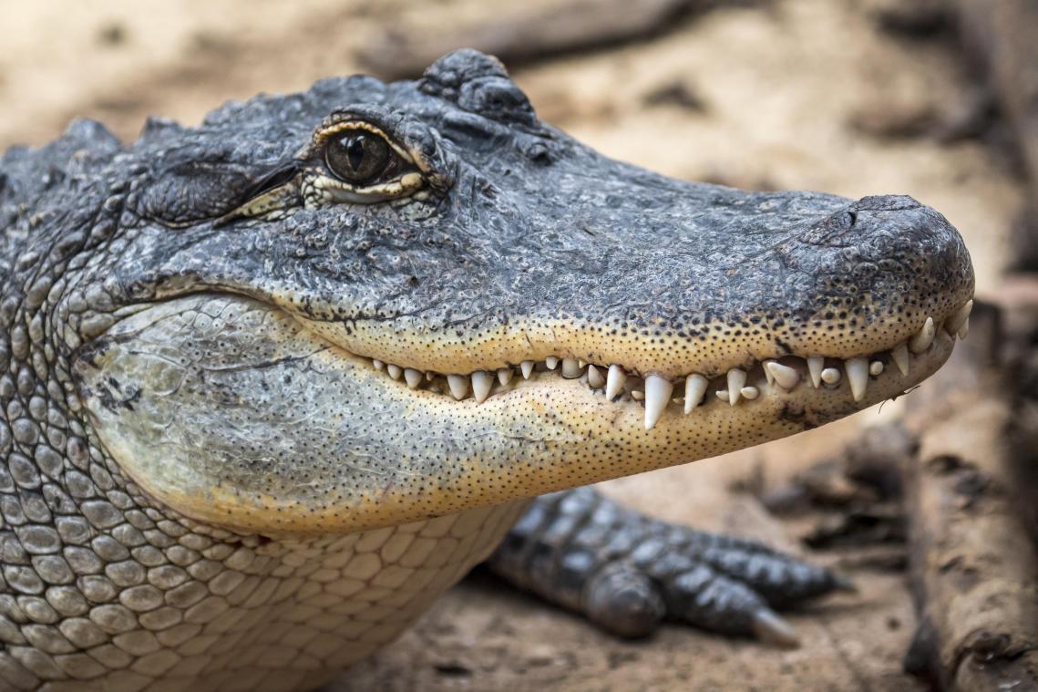 WOW. Agent vangt wilde alligator met lasso (video)