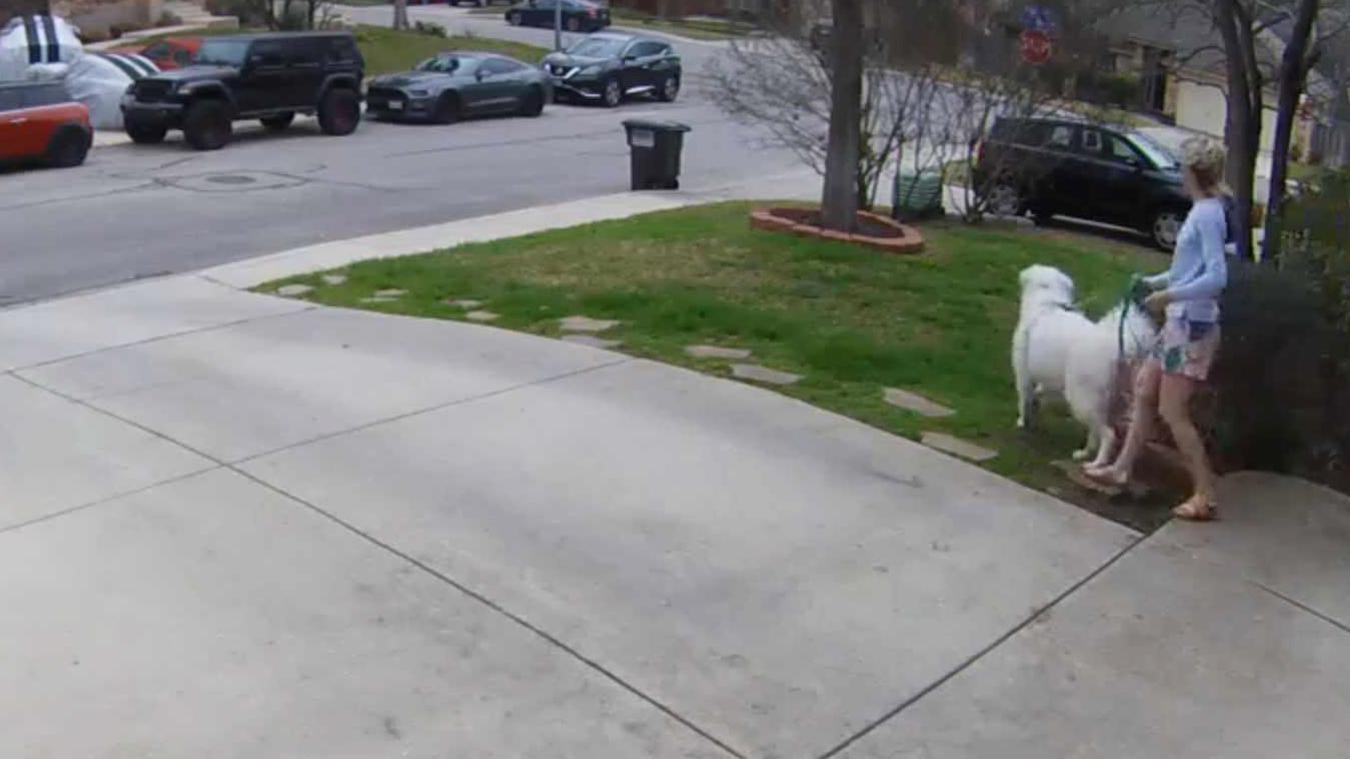 Vrouw laat hond uit, maar dan duikt er een eekhoorn op: «Ik heb de leiband nooit losgelaten!» (video)