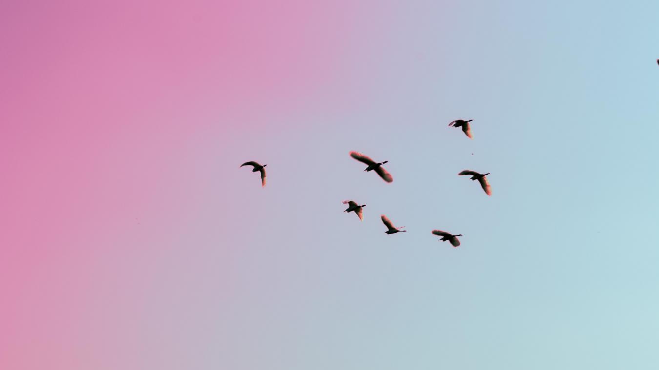 WTF. Vliegtuig maakt noodlanding in Havana door vogels