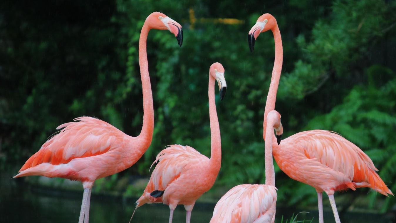 Flamingo’s gaan viraal op Twitter: «Is dat bloed?» (VIDEO)