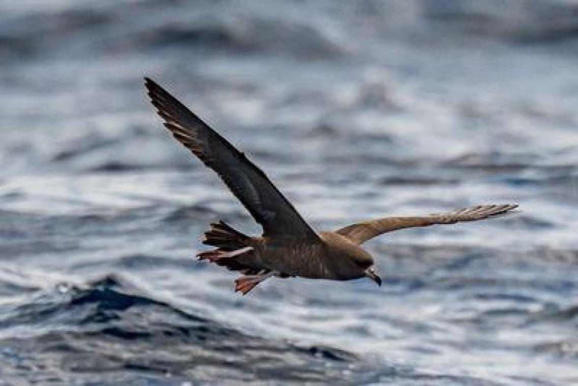 Nieuwe ziekte bij zeevogels veroorzaakt door plastic