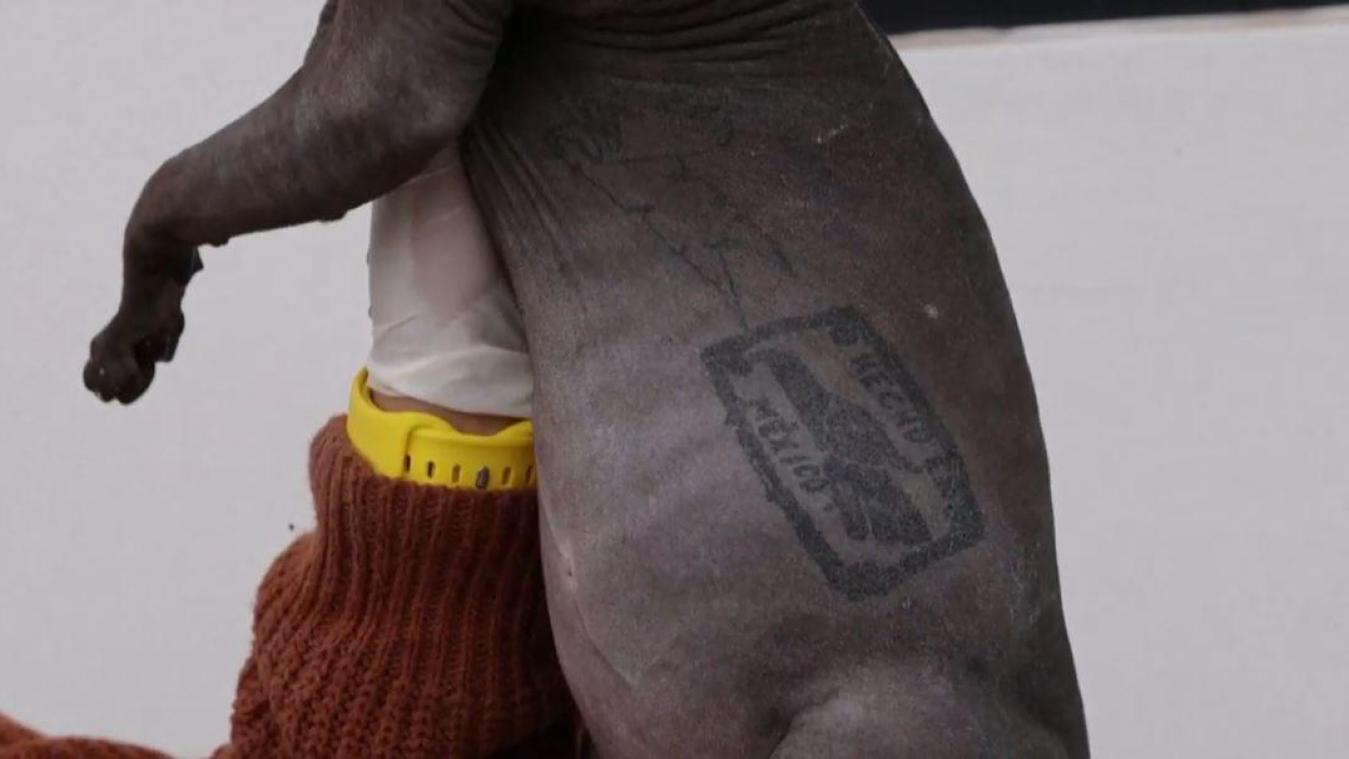 WTF. Kat die getatoeëerd en mishandeld werd door gangsters vindt gouden mandje (video)