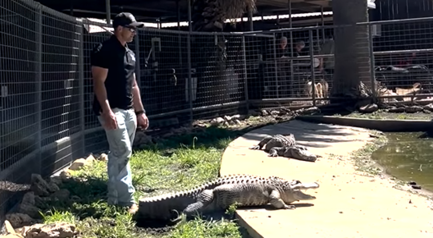 WTF. Vrouw hield 20 jaar alligator als huisdier nadat ze eitje stal uit een zoo