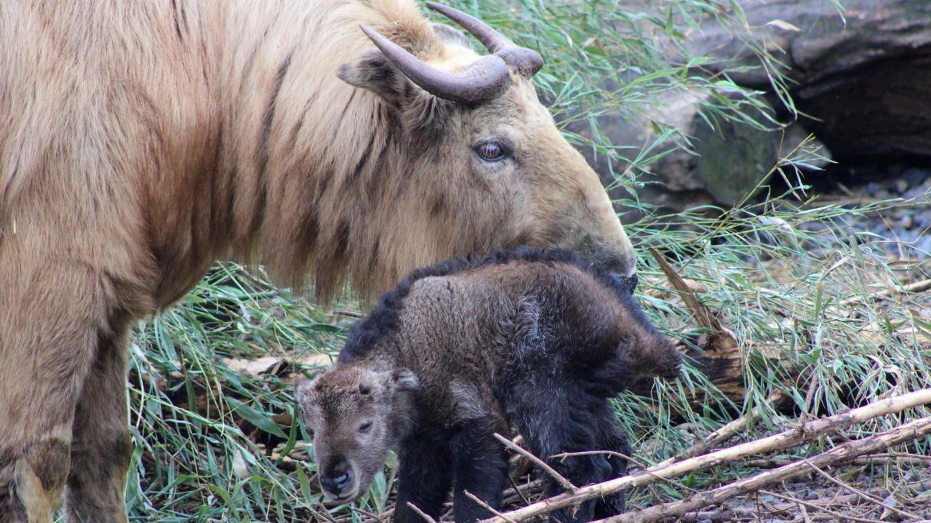 CUTE. Gouden takin geboren in Pairi Daiza