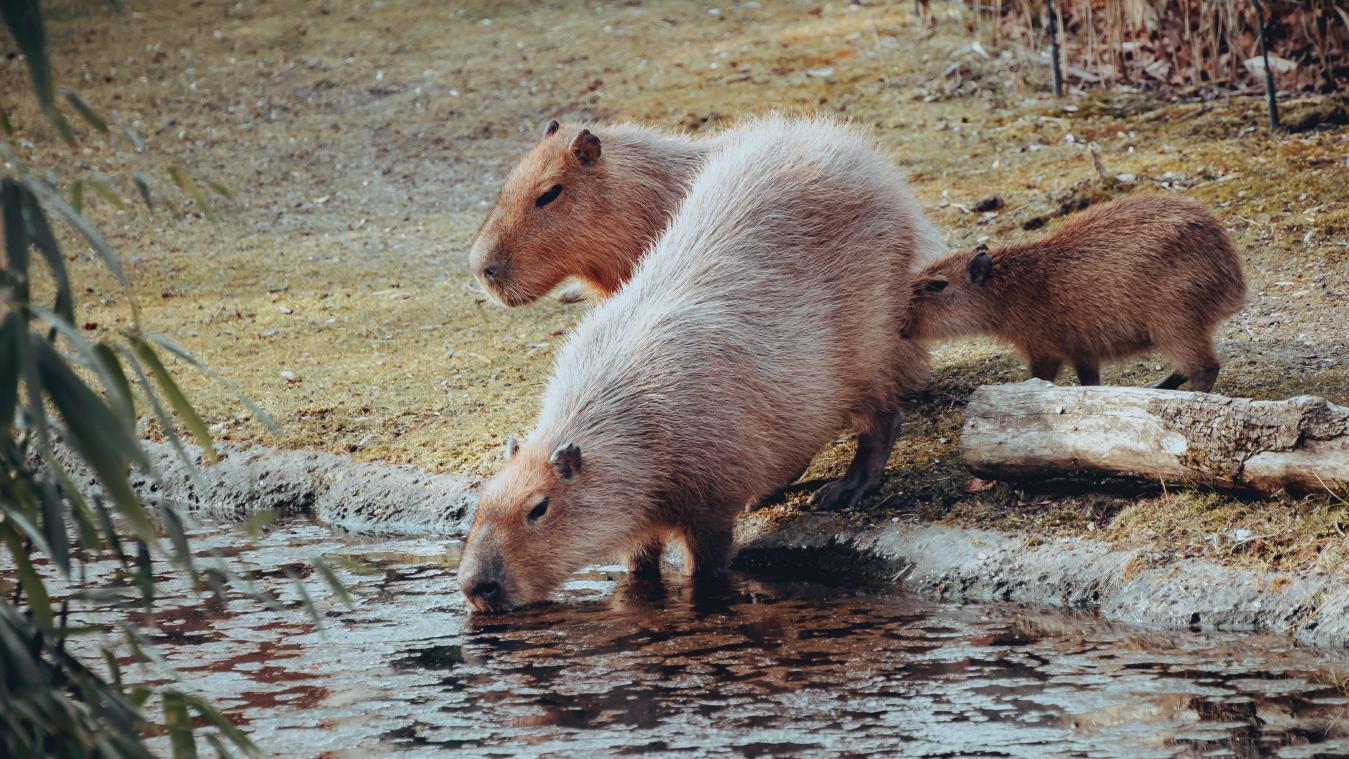 ‘Capibaralied’ gaat viraal: deze vijf weetjes verklaren de populariteit van het knaagdier
