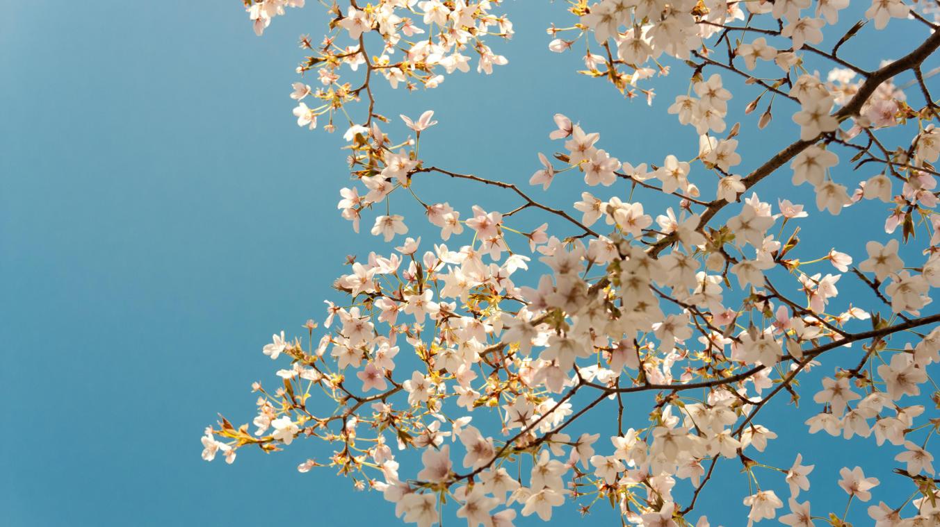 Daar is de lente, daar zijn de bloesems! Dankzij deze websitesweet je waar je de mooiste bloemetjes kan bewonderen