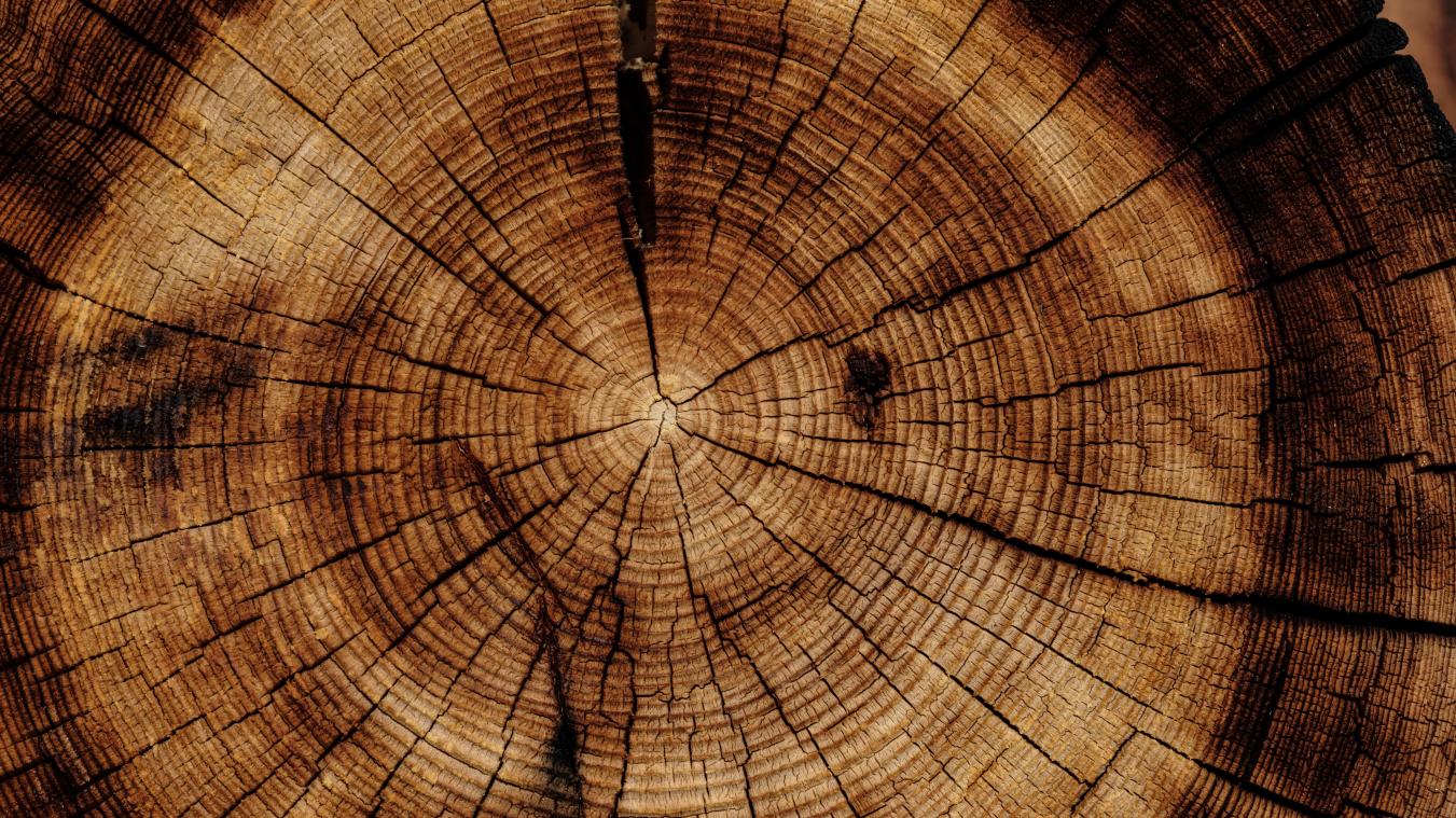 België draaischijf in handel illegaal gekapt tropisch hout