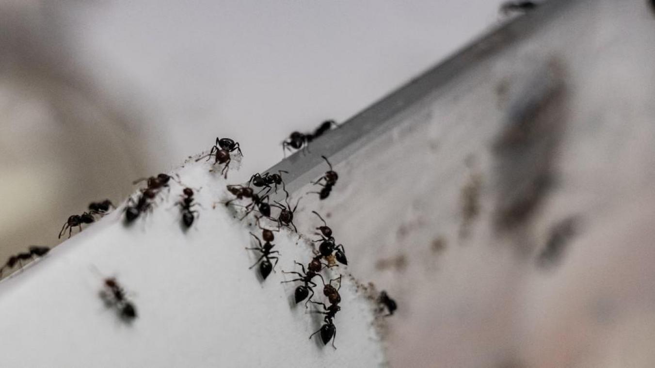 STUDY. Hoe mieren onze groenten kunnen helpen beschermen