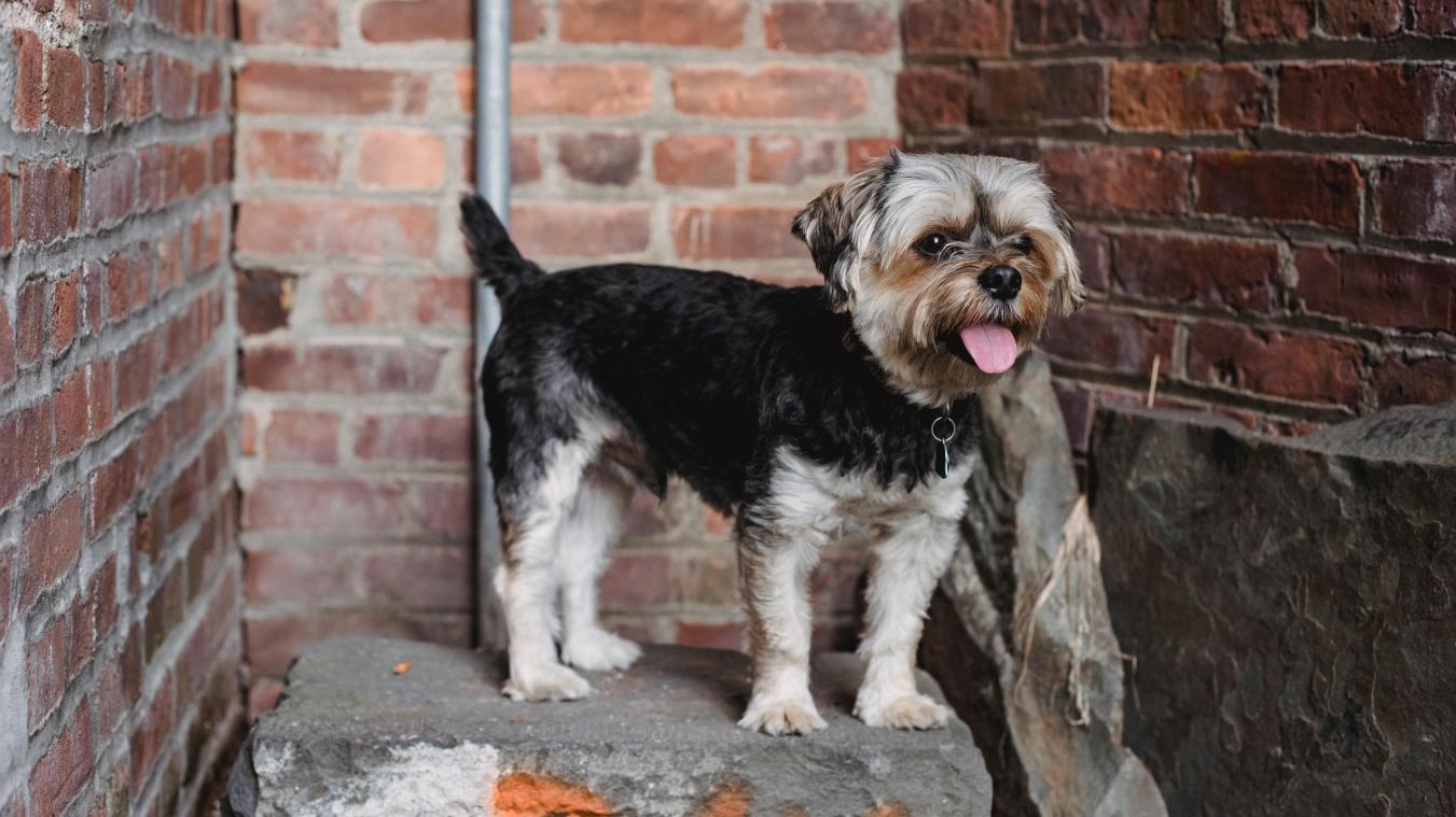 Fransman staat terecht voor vuistslagen aan man die zijn bijtende hond schopte