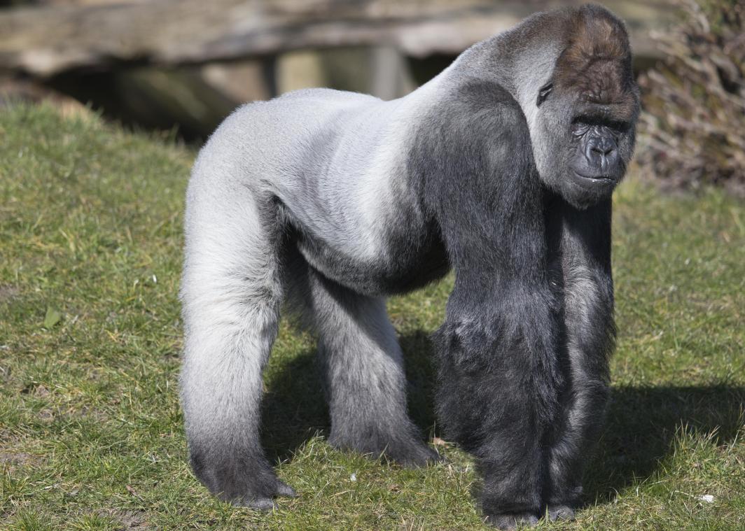 Beroemde gorilla Bokito onverwachts overleden