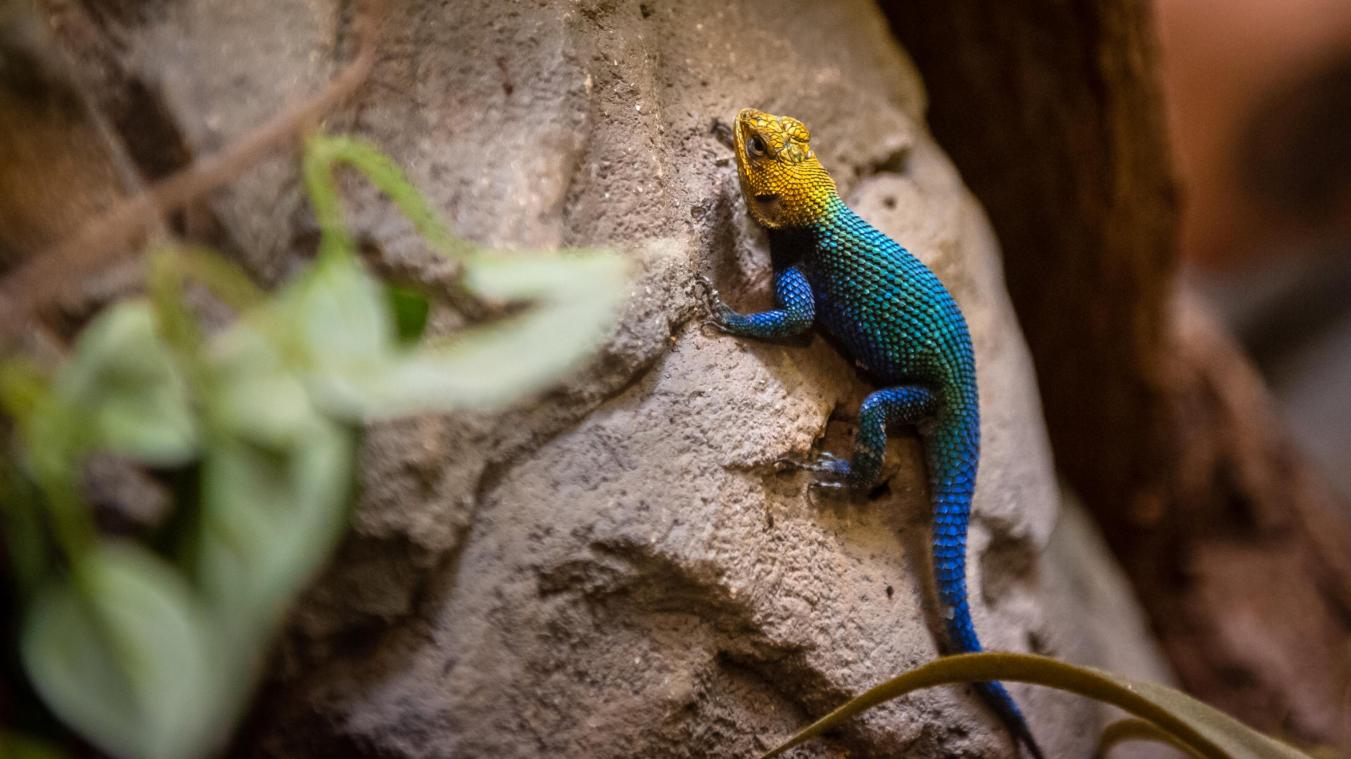 Europese primeur voor Zoo Antwerpen