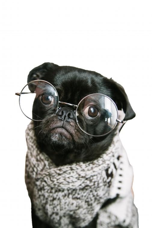 What about? Ademruimte voor de hond