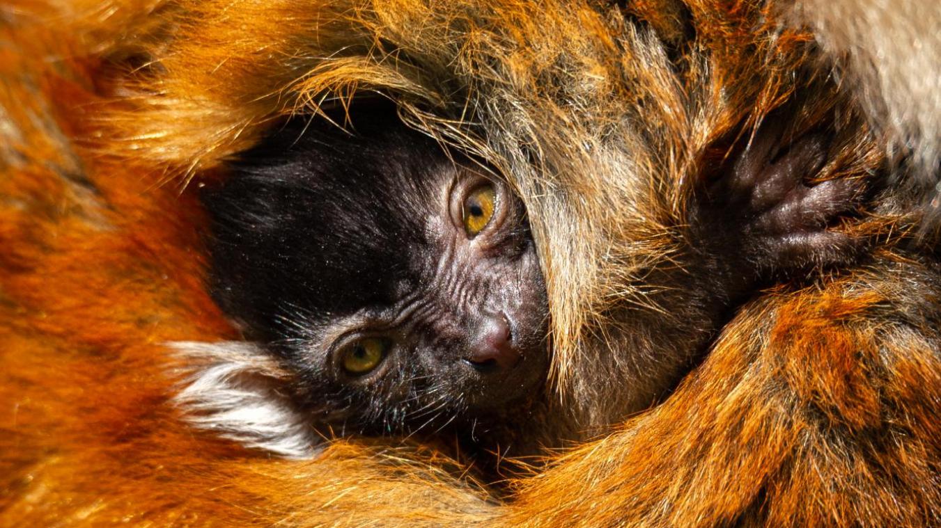 SCHATTIG! Moormaki geboren in Zoo Planckendael
