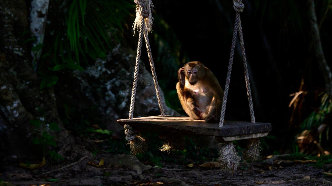 Bosbrand bedreigt bekend natuurpark in Thailand