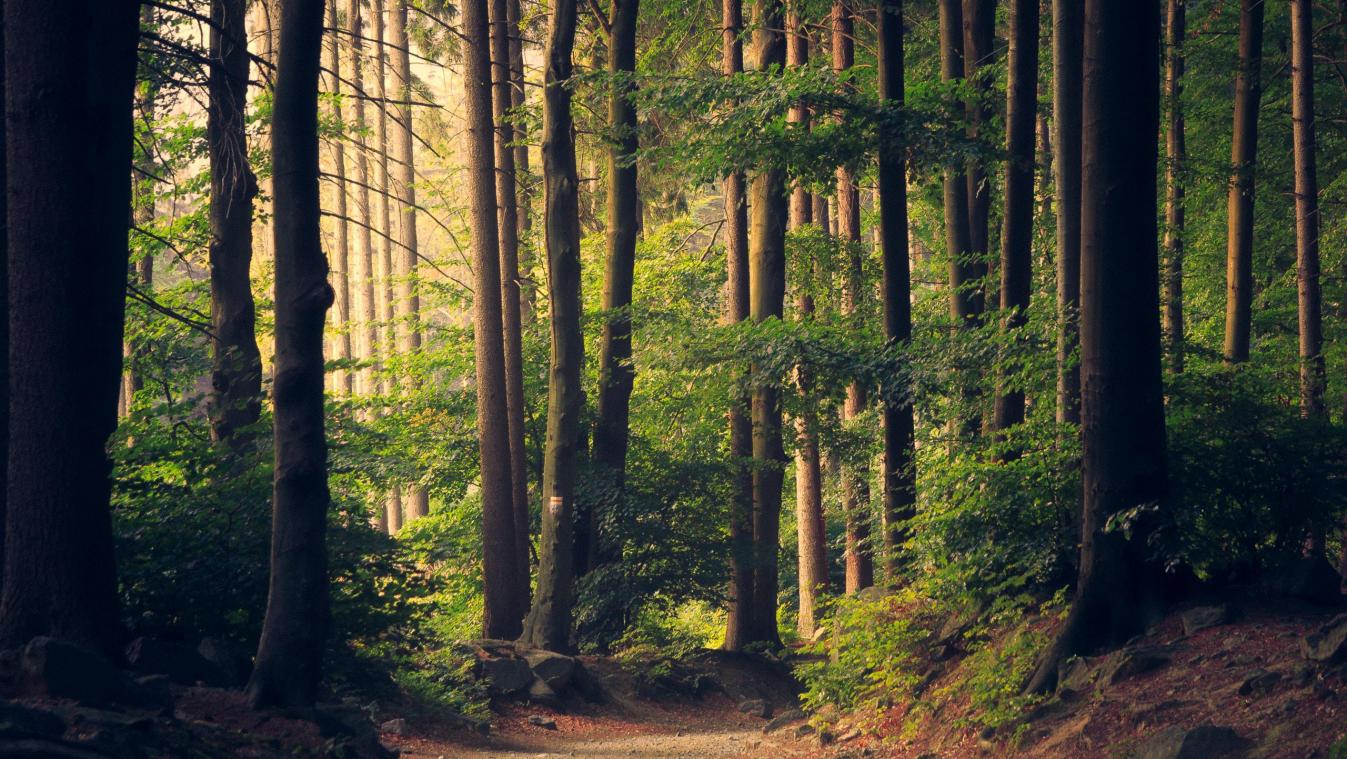 Vlaanderen voorstander van Europese natuurherstelwet, met bijsturingen