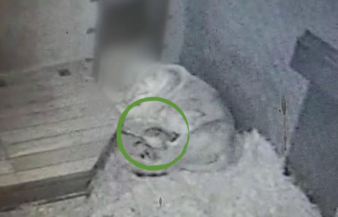 Twee leeuwenwelpjes geboren in Planckendael