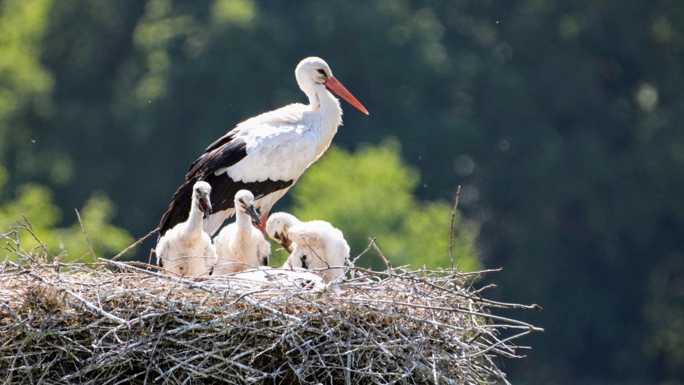 Eerste ooievaarsjong van 2023 geboren in Zwin Natuur Park