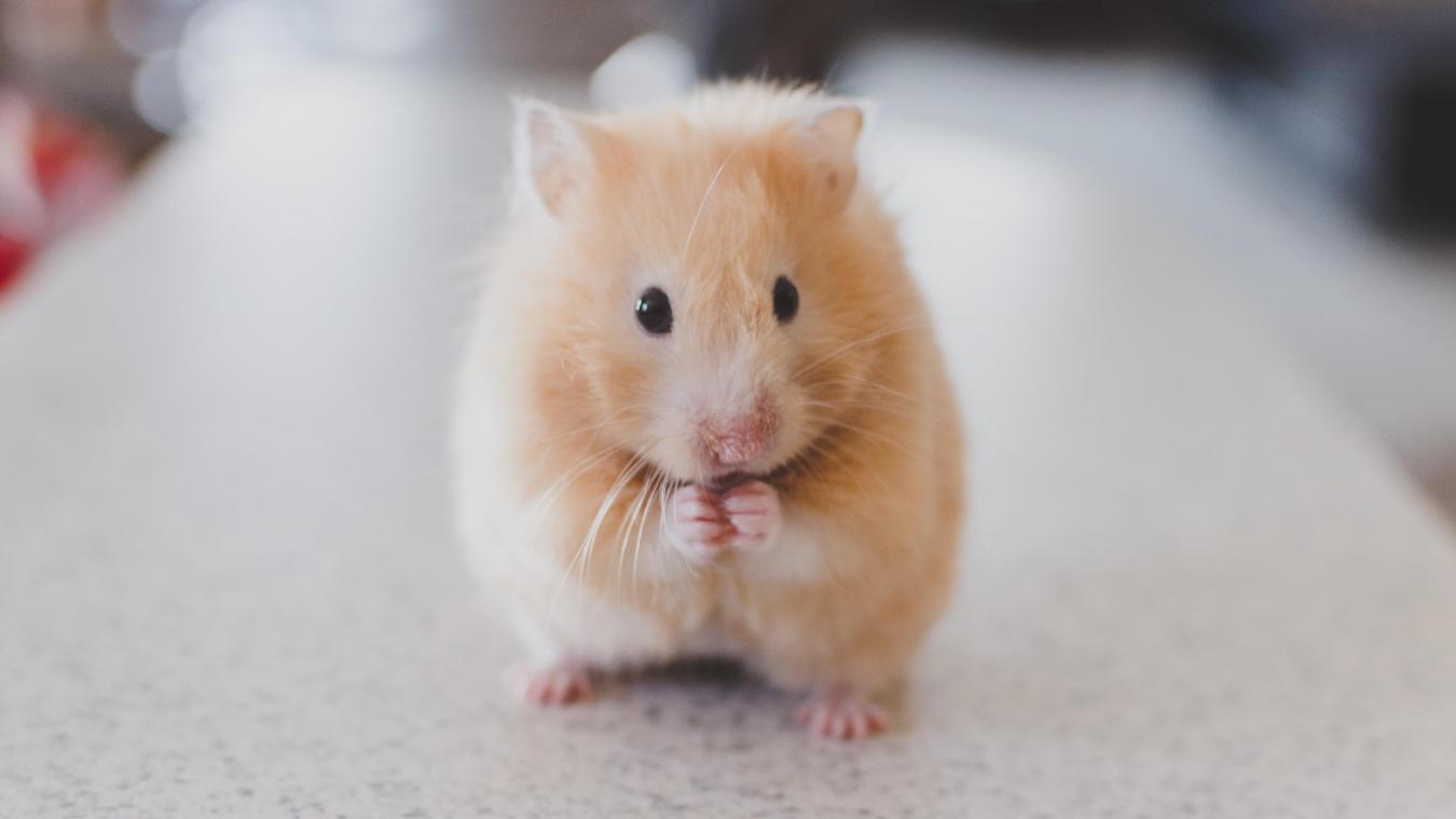 Hoe kun je weten of een merk op dieren test?