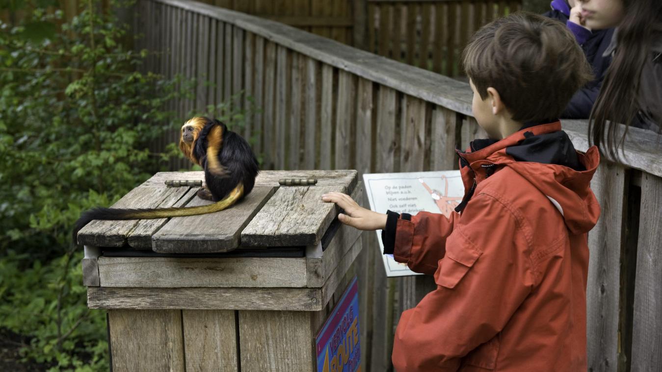 Goudkopleeuwaapje geboren in Zoo Planckendael