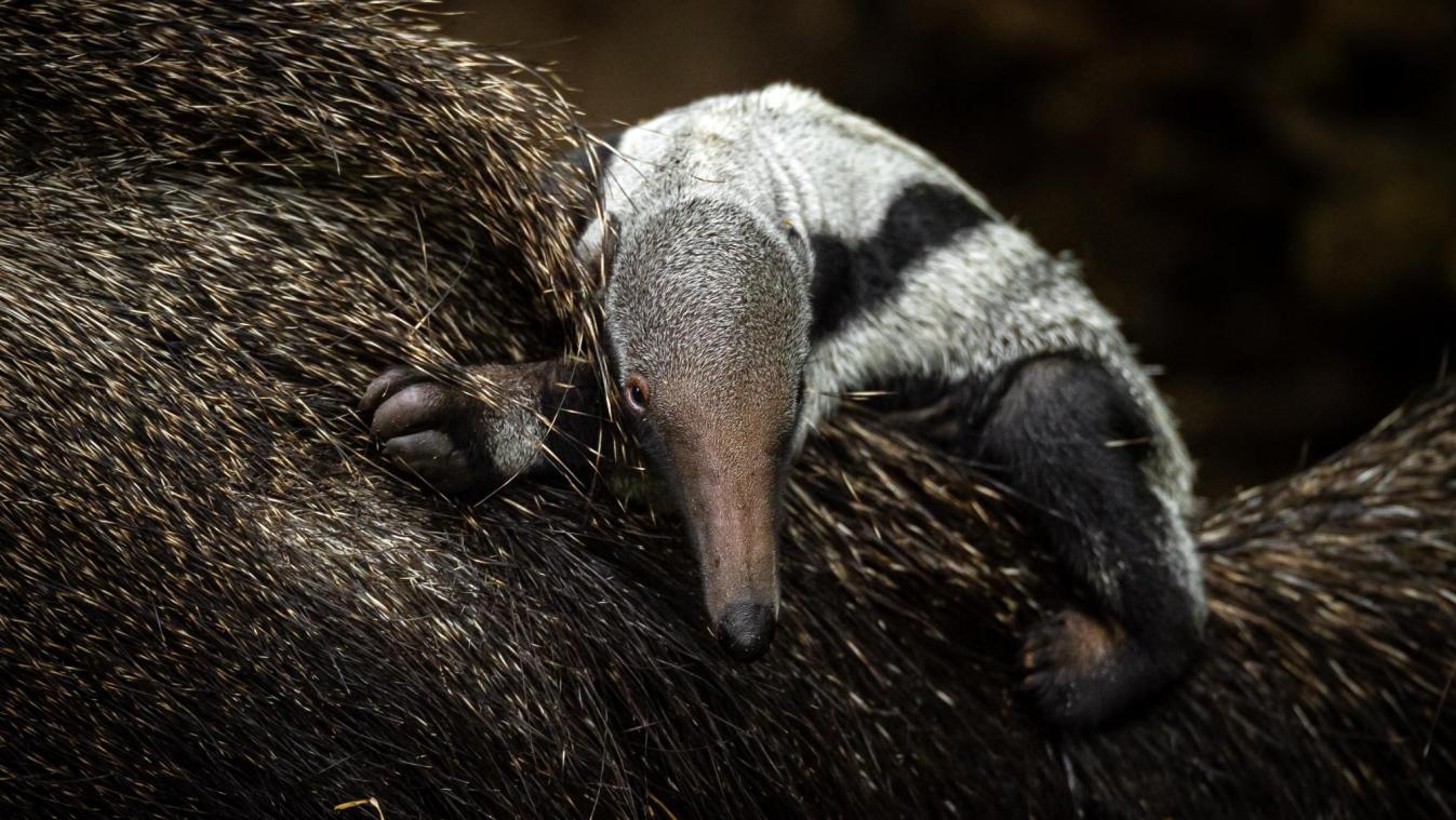 Reuzenmiereneter geboren in Zoo Planckendael