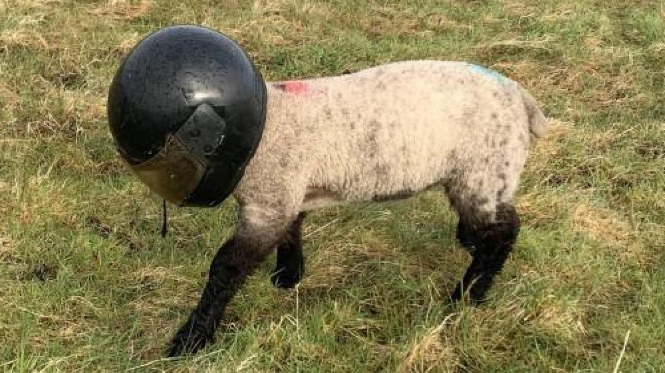 WTF. Schaap met helm oploopt rondjes in veld