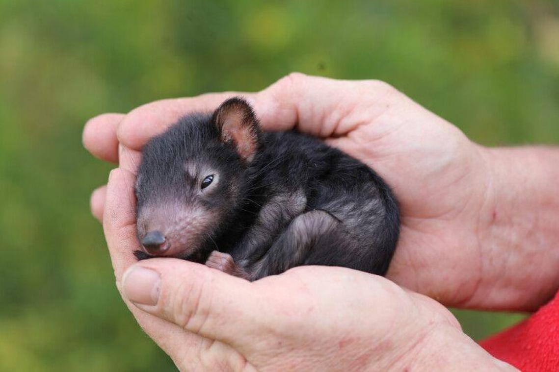 CUTE. Deze Tasmaanse duivel babietjes zijn te schattig