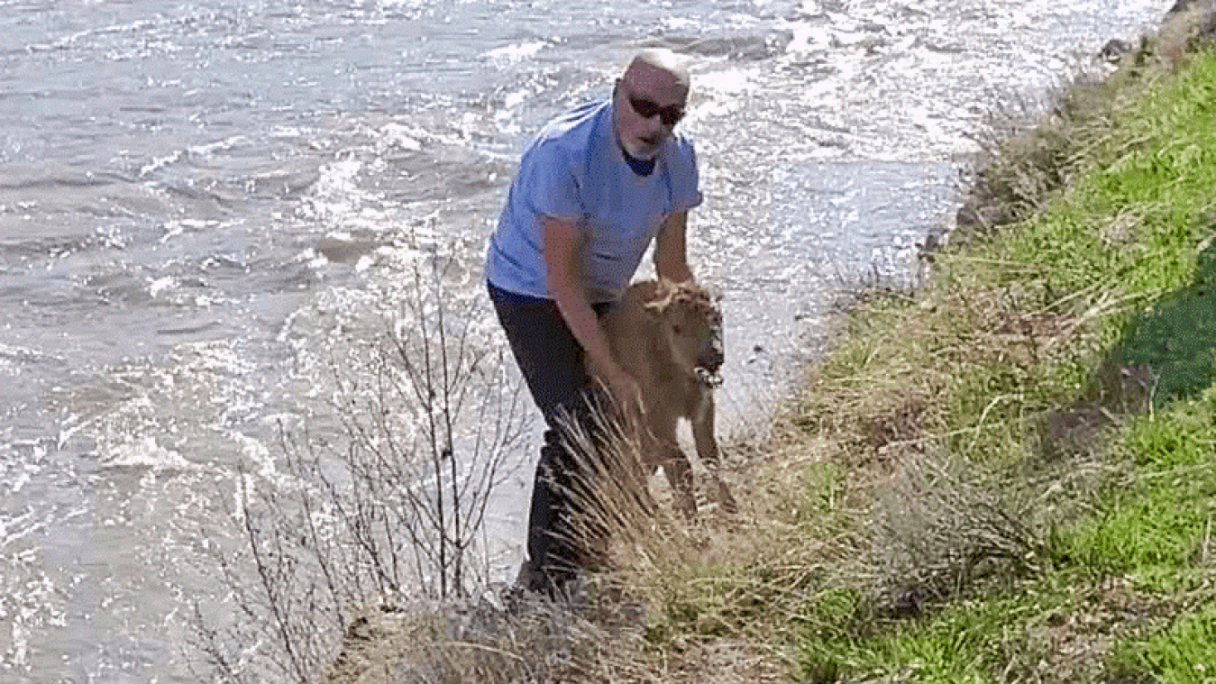 Aanraking van toerist kost Bizonkalf het leven in Yellowstone