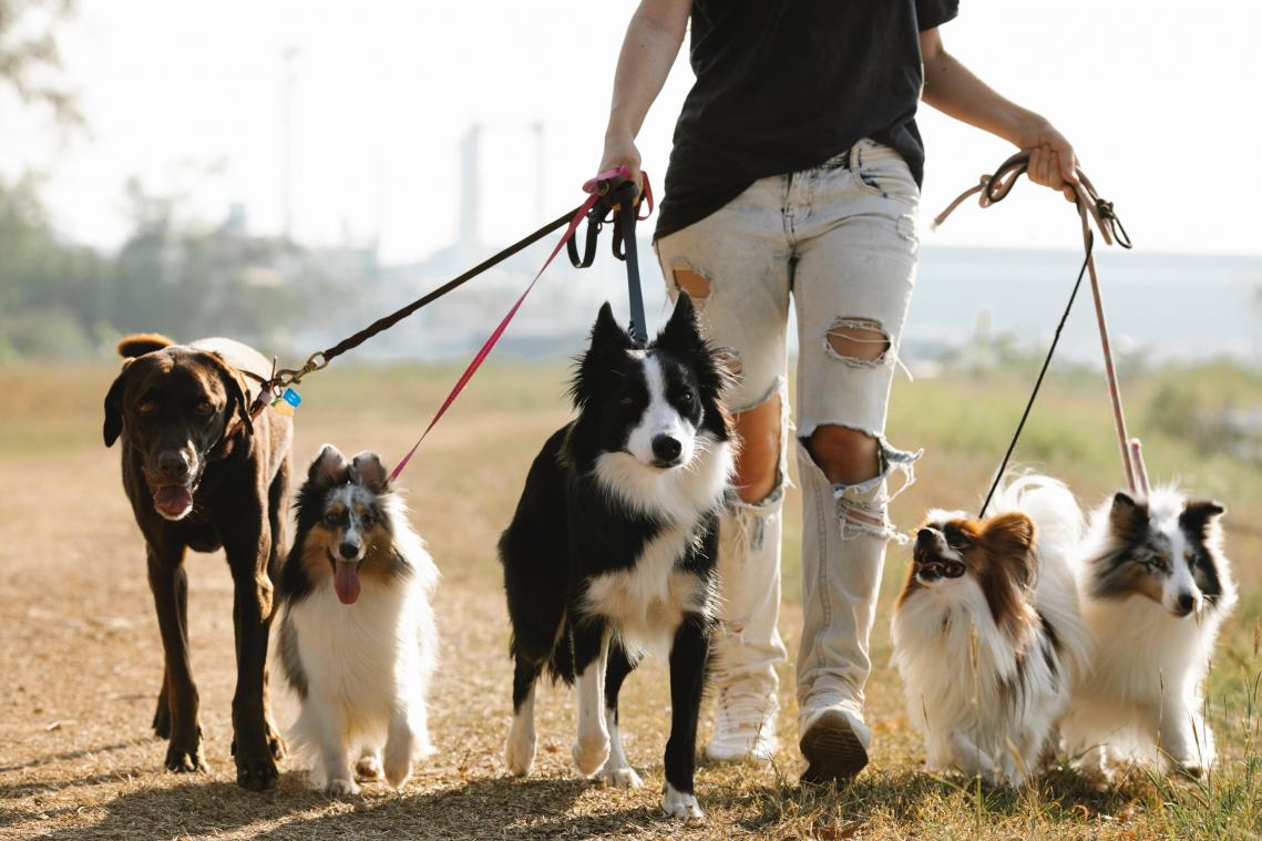 Dit is wat je hond je probeert te vertellen