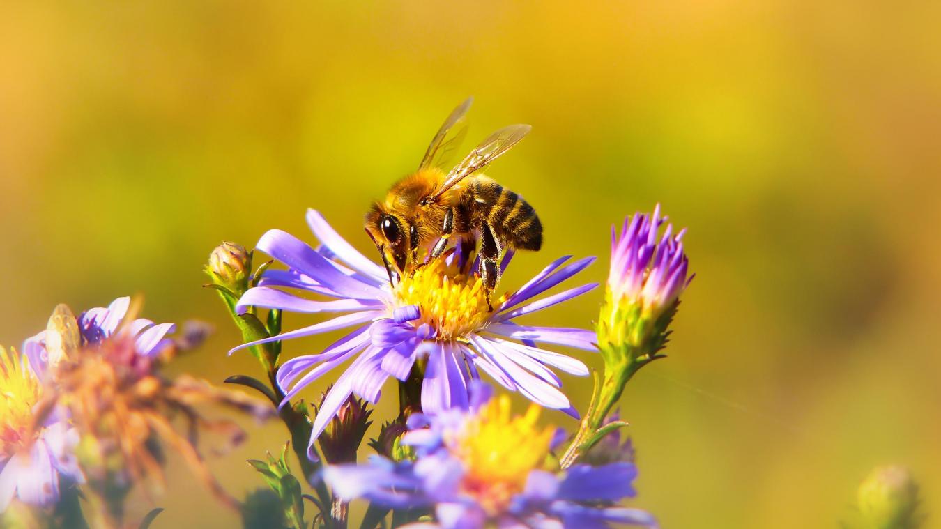 Meer bijen en (bedreigde) planten dankzij ‘Maai Mei Niet’