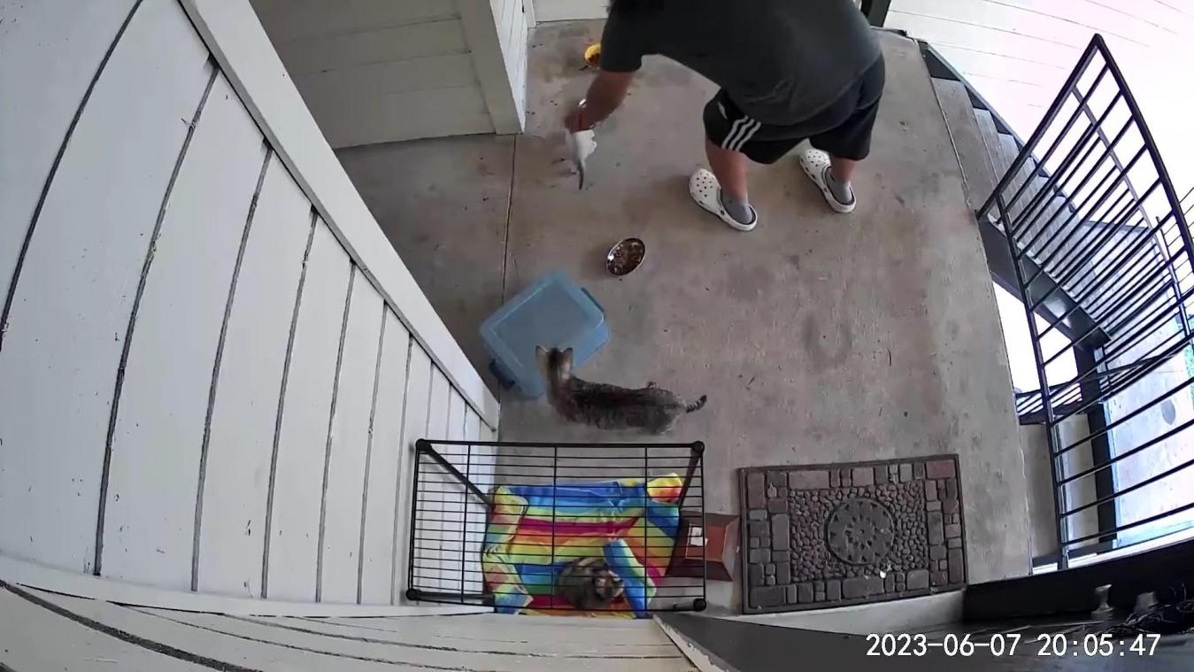 Maaltijdleveringsbedrijf ontslaat bezorger die kitten stal van klant (video)