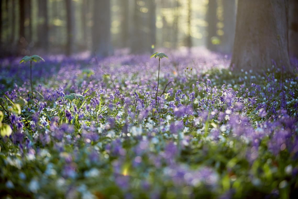 Hoe sterker de natuur, hoe beter we beschermd zijn tegen de gevolgen van de klimaatverandering