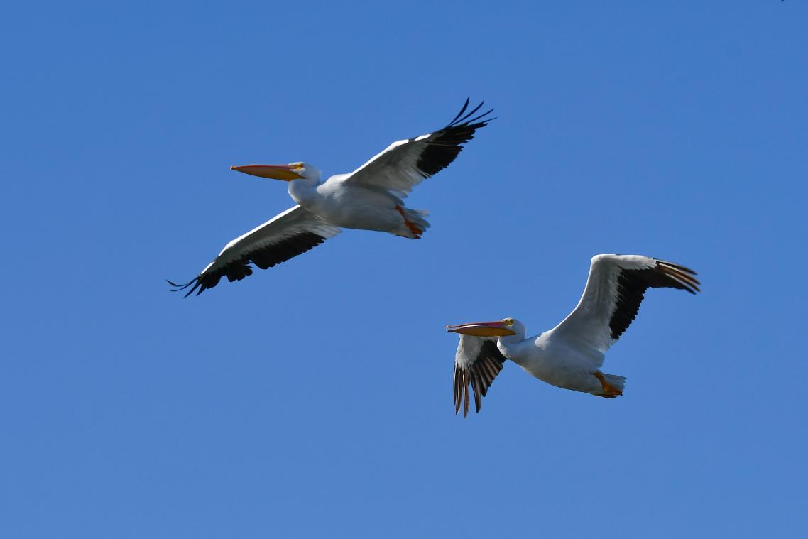 Waarom spoelen er massaal veel dode vogels aan in Mexico?