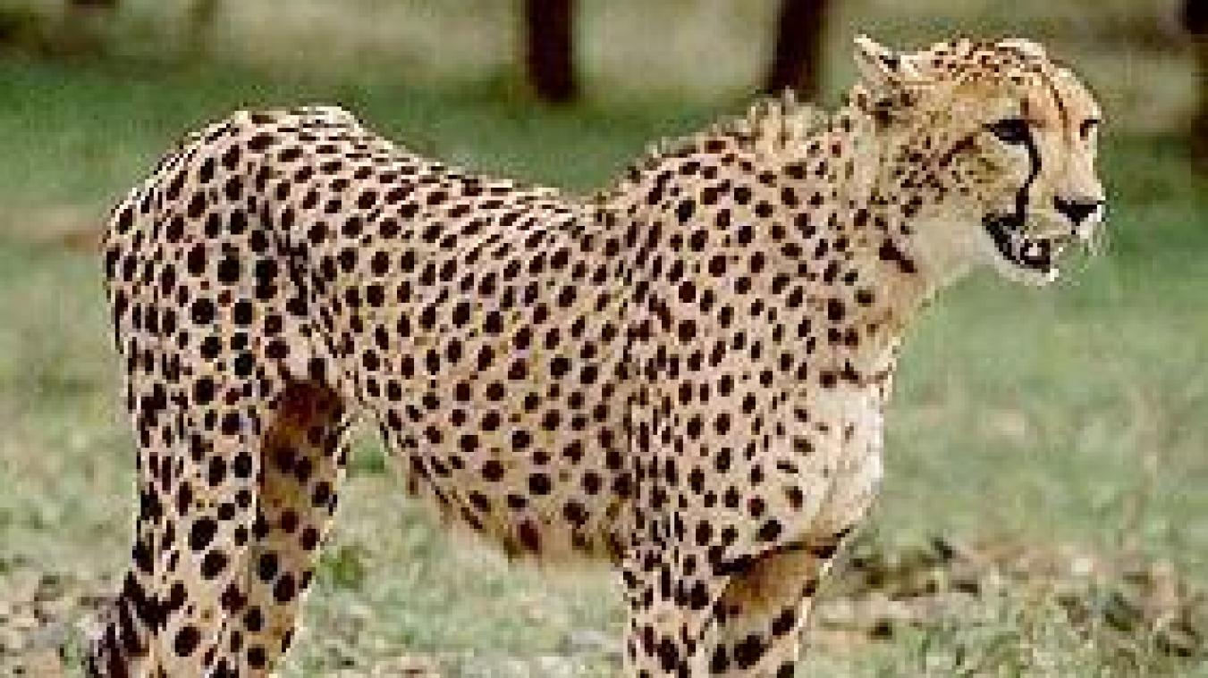 Opnieuw bedreigd Aziatisch jachtluipaard gestorven in Iran