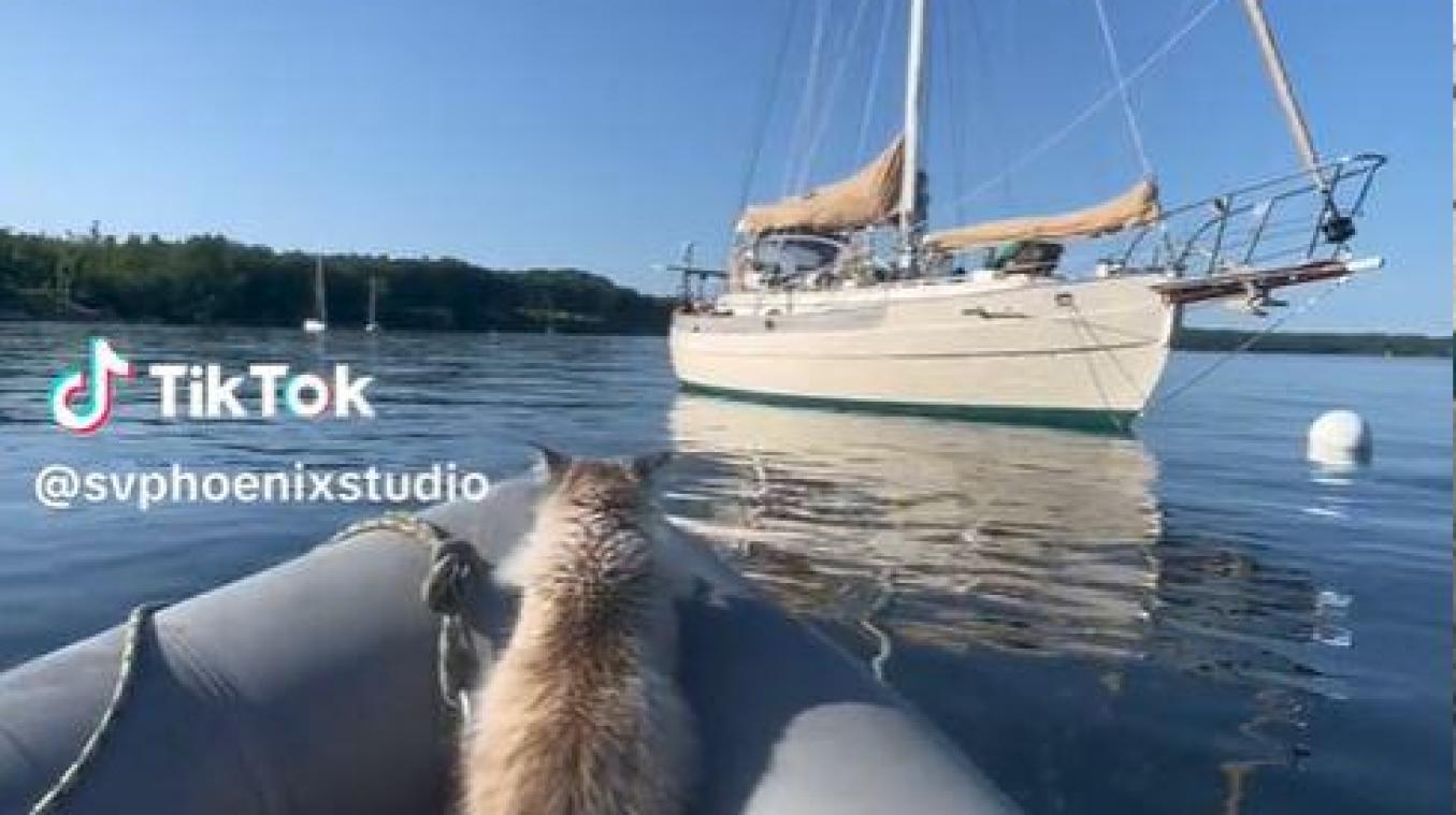 Kat wil op boot springen, maar maakt cruciale inschattingsfout… (video)