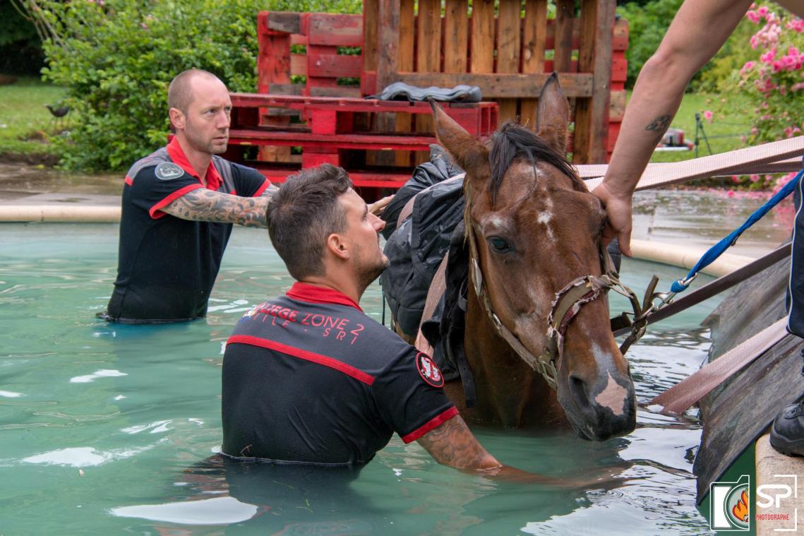WTF. Brandweer redt paard uit zwembad in Glaaien (foto’s)
