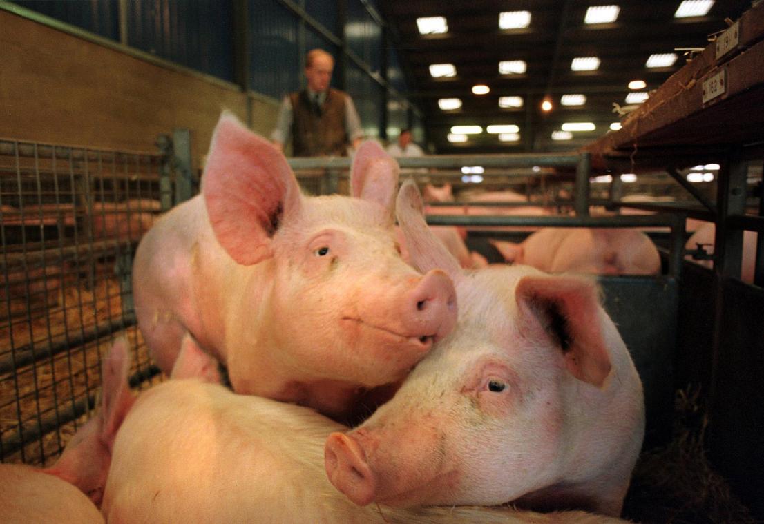 Fokker bevredigde jarenlang tot 30 varkens per dag en is nu werkonbekwaam: «Polsen zijn kapot»