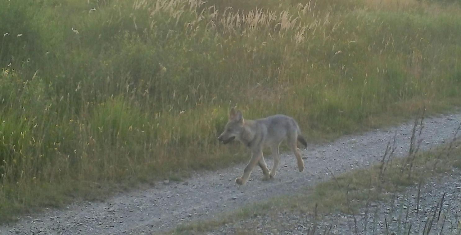 Archiefbeeld van een wolf in de Hoge Venen.