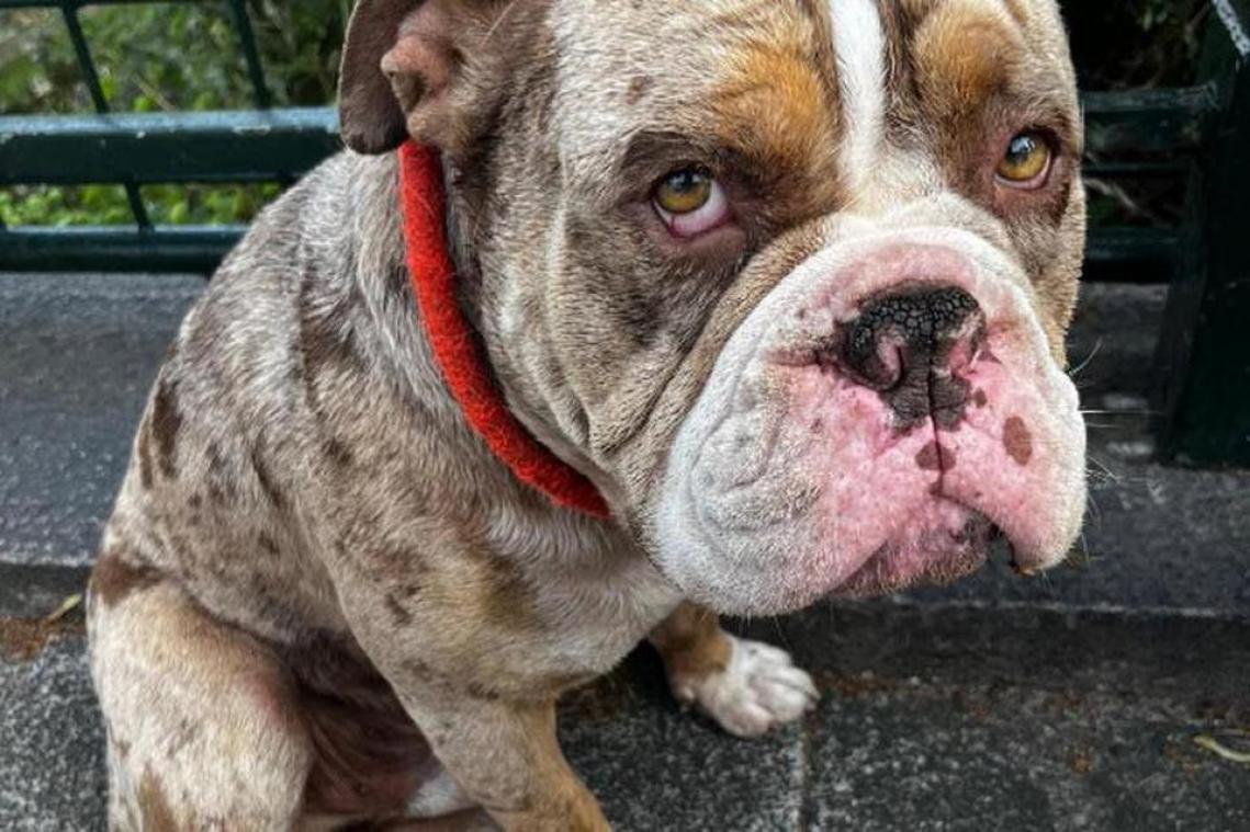 Hond zakt in elkaar na redding uit hete bestelwagen