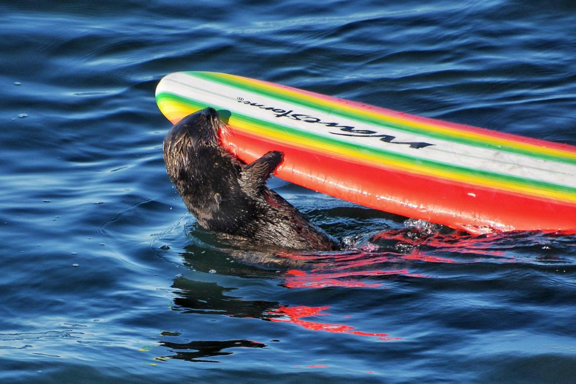 Agressieve zeeotter steelt surfplank: «Dit lijkt schattig maar is het niet» (video)