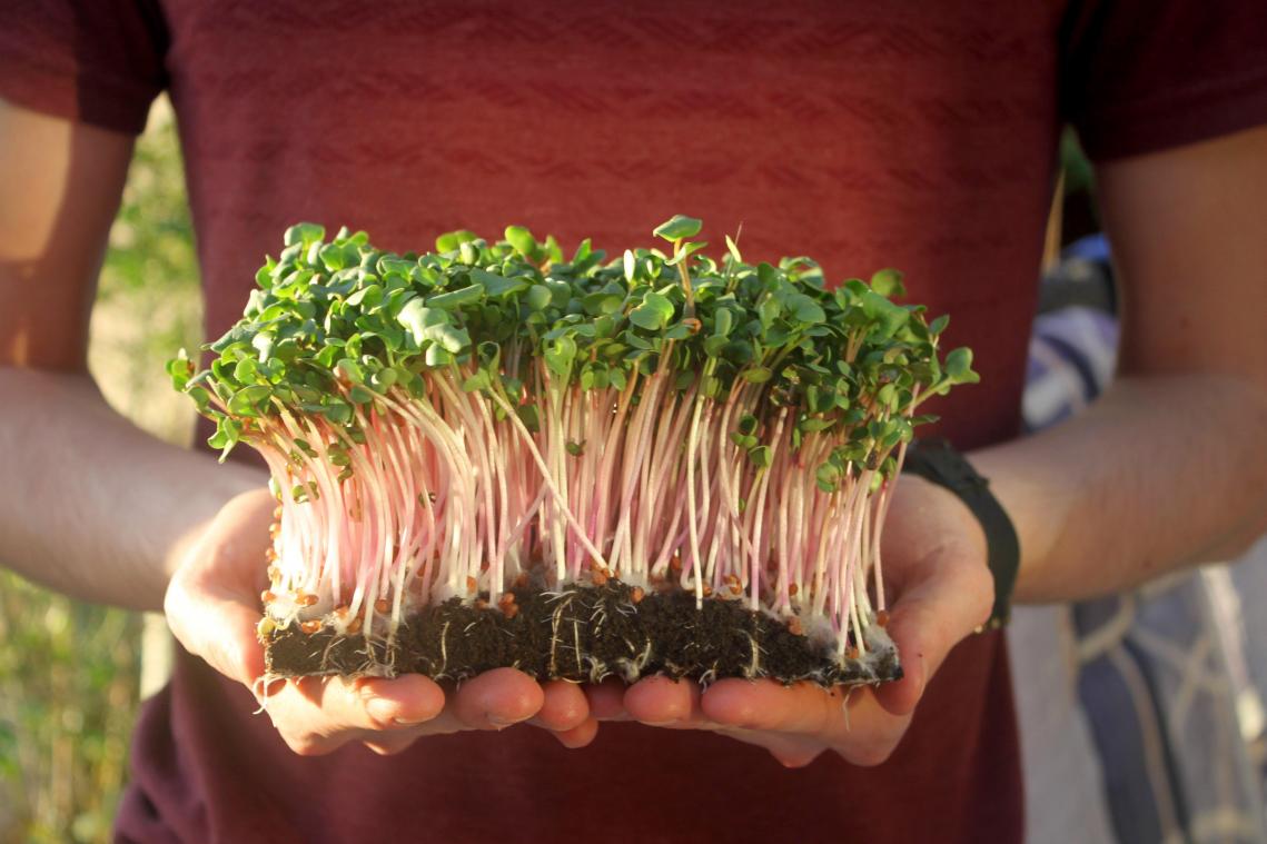 ‘Leef’ wil microgroenten kweken in een ecodorp: «Ze zijn meer dan decoratie»