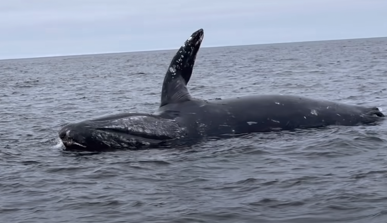 Kadaver van walvis ontploft voor kust van Californië (video)