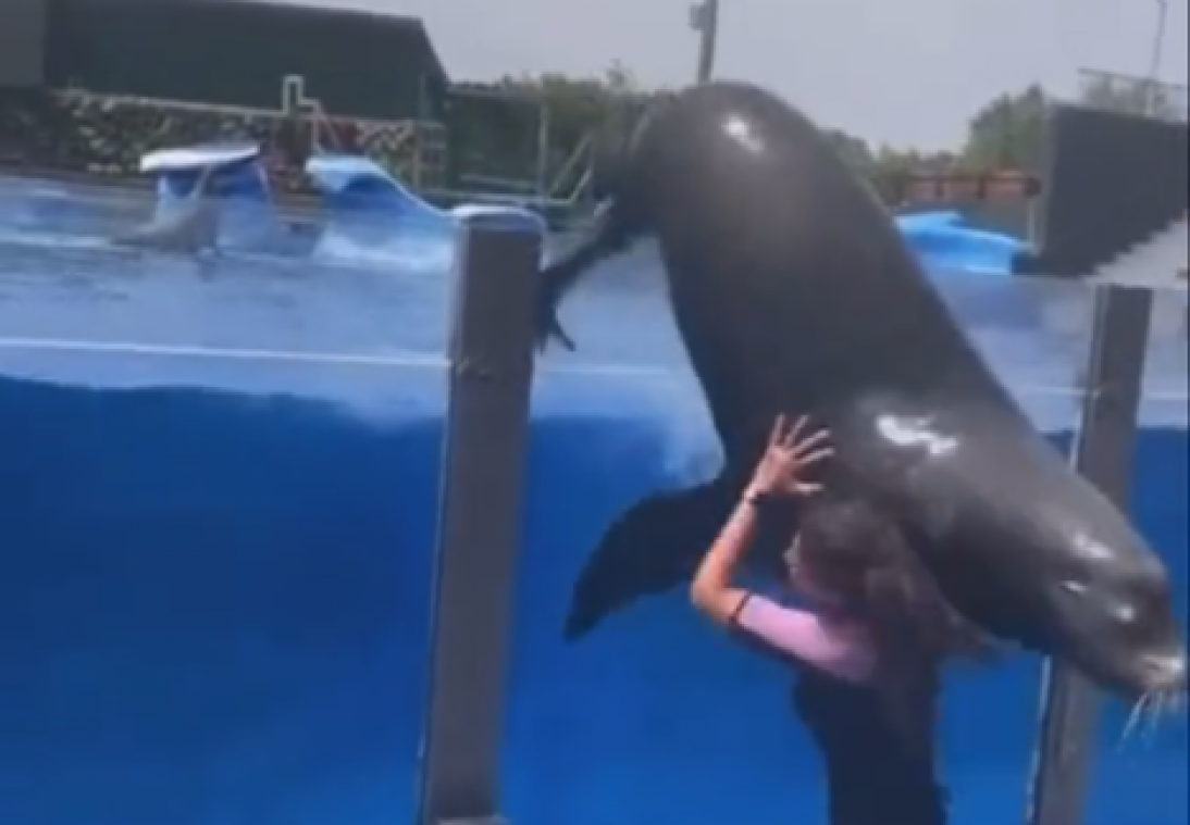 WOW. Enorme zeeleeuw verplettert personeel bij ontsnapping uit aquarium (video)