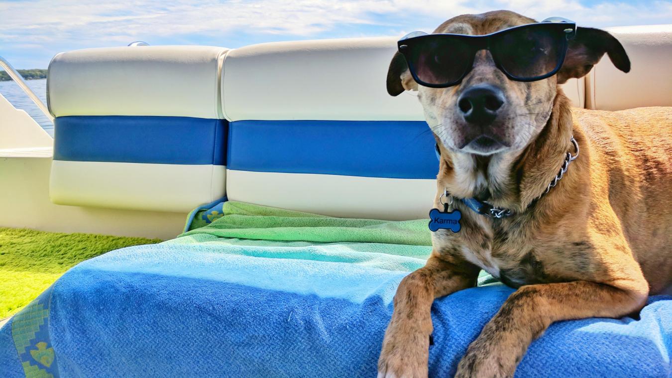 Met je hond op vakantie? Vier belangrijke tips voor een comfortabele trip