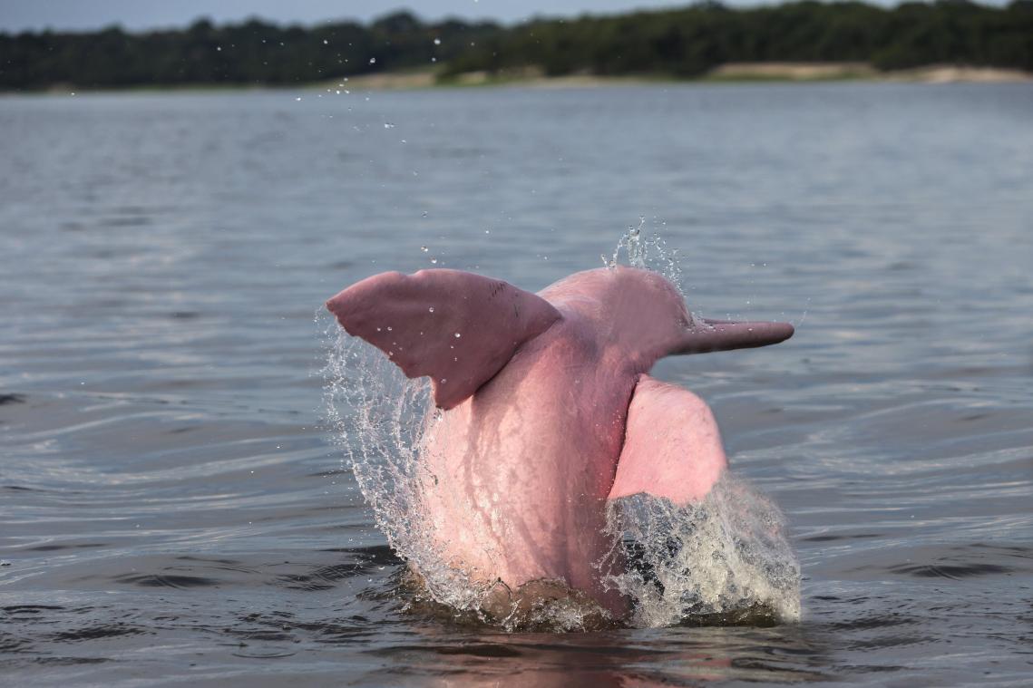 Zelfs de dierenwereld is mee met de ‘Barbie’-hype: uiterst zeldzame roze dolfijn gespot (video)